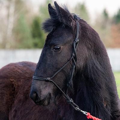 Zdjęcie dużego czarnego konia na tle nieba i drzew
